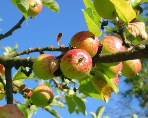 Юный краевед