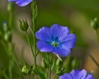 Студия русской традиционной культуры «Кужалёк»