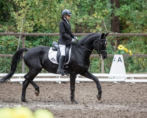 Конный спорт для детей