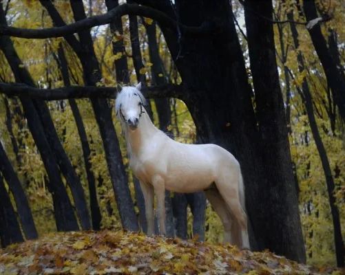 Конный спорт