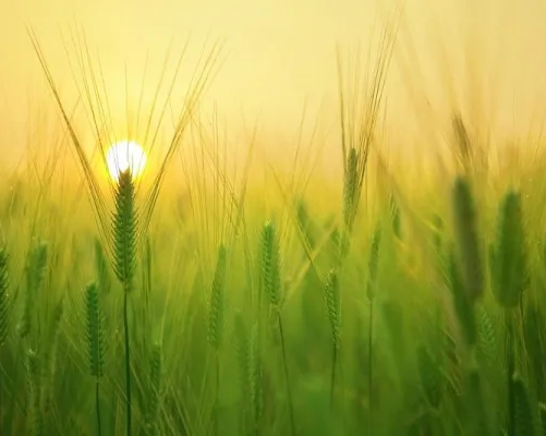 Юный эколог