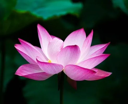 Дизайн-студия «Лотос»