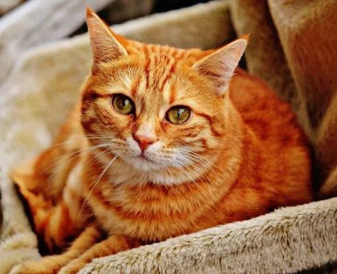 Исследователи животного мира