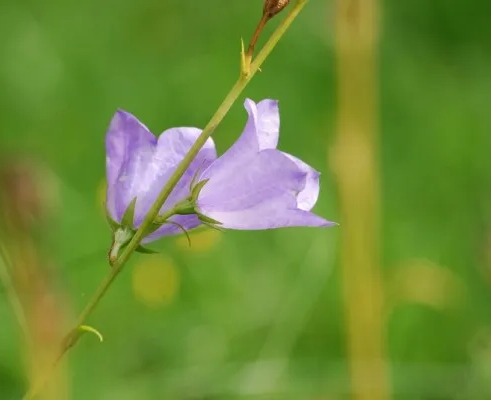 Экологический клуб «Динозаврик»
