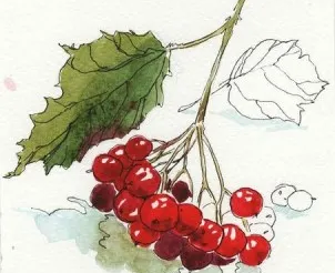 Ботаническая иллюстрация