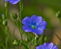 Студия русской традиционной культуры «Кужалёк»