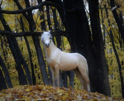 Конный спорт