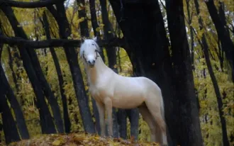 Конный спорт