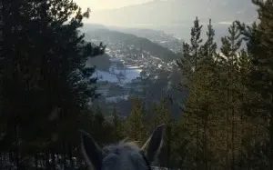 Конные прогулки